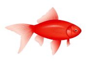 Fish Free PNG Image Download 28