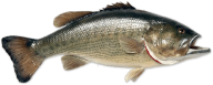 Fish Free PNG Image Download 3