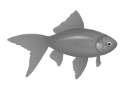 Fish Free PNG Image Download 30