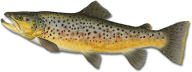 Fish Free PNG Image Download 4