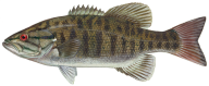 Fish Free PNG Image Download 5