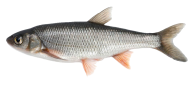 Fish Free PNG Image Download 6