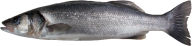 Fish Free PNG Image Download 7