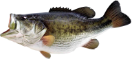 Fish Free PNG Image Download 8