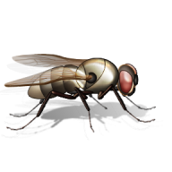 Fly Free PNG Image Download 1