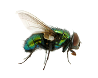Fly Free PNG Image Download 11