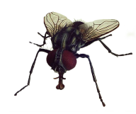 Fly Free PNG Image Download 12