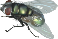 Fly Free PNG Image Download 15