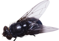Fly Free PNG Image Download 3