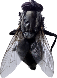 Fly Free PNG Image Download 4