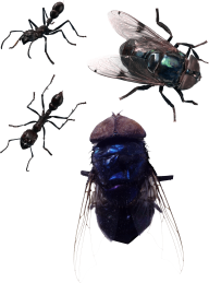 Fly Free PNG Image Download 5