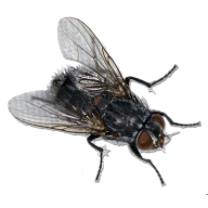Fly Free PNG Image Download 6