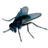 Fly Free PNG Image Download 8