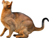 Forest Cat Png