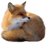 fox free png