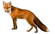 fox png download