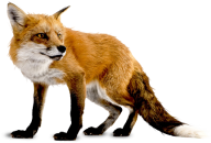 fox png