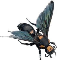 free bee png download