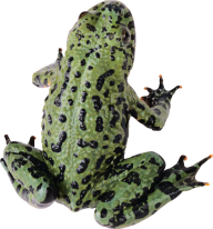 free hd frong png