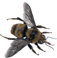 free png bee
