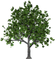 Free Tree Png