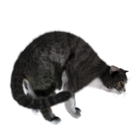 Freightning Cat Png