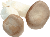 fresh mushroom free download png