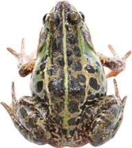 frog free download png