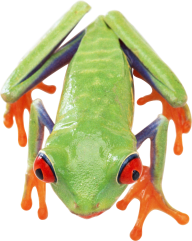 frog free png download