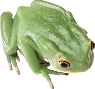 frog hd png free download