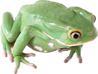 frog hd png