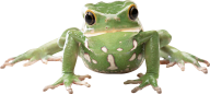 frog png download free
