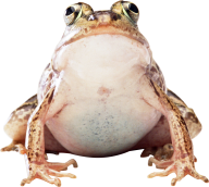 frog png free download