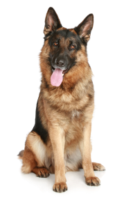 German Dog Png Image