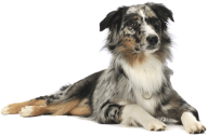 German Dog Png