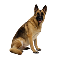 German Shephard Dog Png Image