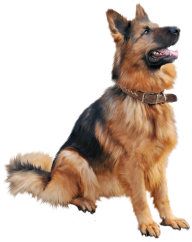German Shephard Png