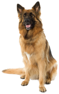 German Shephard Sitting Dog Png