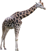 Giraffe Free PNG Image Download 10