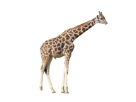 Giraffe Free PNG Image Download 11