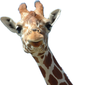 Giraffe Free PNG Image Download 14