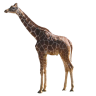 Giraffe Free PNG Image Download 16