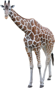 Giraffe Free PNG Image Download 17