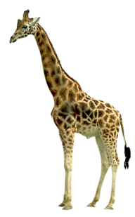 Giraffe Free PNG Image Download 2
