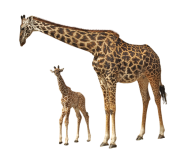Giraffe Free PNG Image Download 21