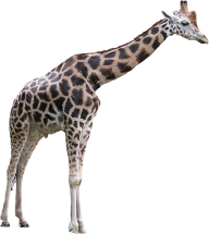 Giraffe Free PNG Image Download 3