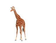 Giraffe Free PNG Image Download 4