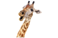 Giraffe Free PNG Image Download 6