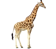 Giraffe Free PNG Image Download 7
