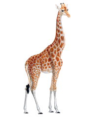 Giraffe Free PNG Image Download 8